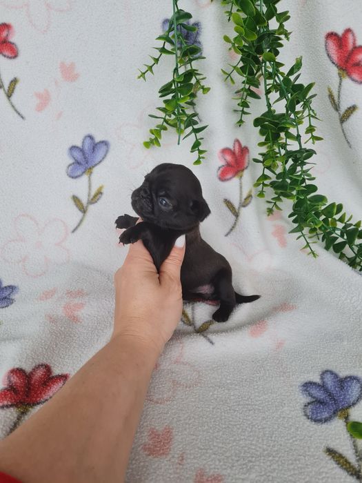 Excelente menina Pug Carlin Preta de Qualidade