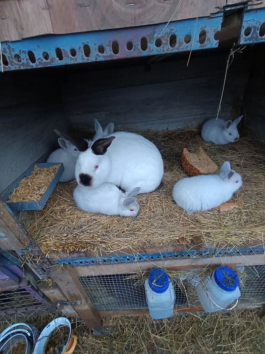 Sprzedam młode Kalifornie