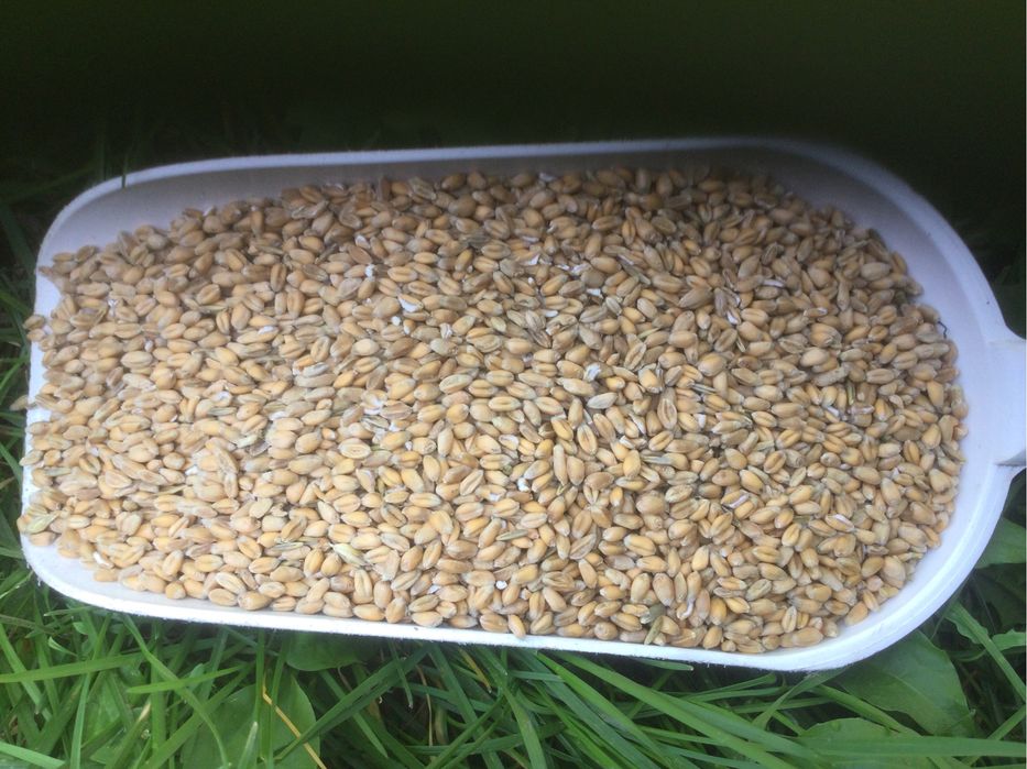 Pszenica-dla kur drobiu) ,  Jęczmień,Owies ,mieszanka jara , pszenżyto