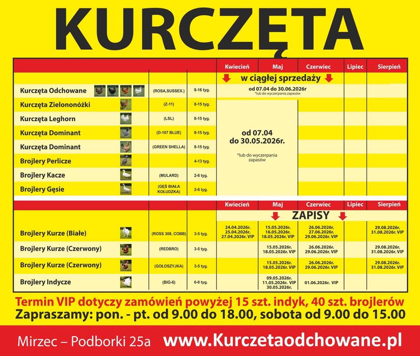 Kury Nioski LEGHORN 10 Tyg Wyprzedane