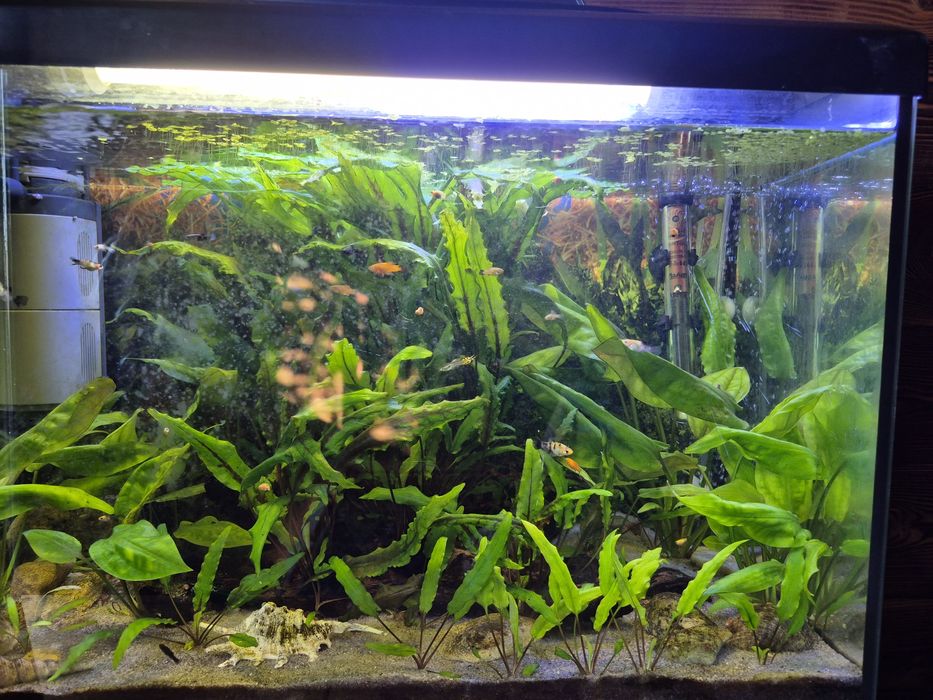 Растения  улитки мальки