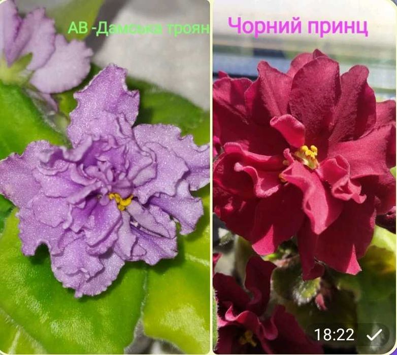 Фіалка (сенполія) продам