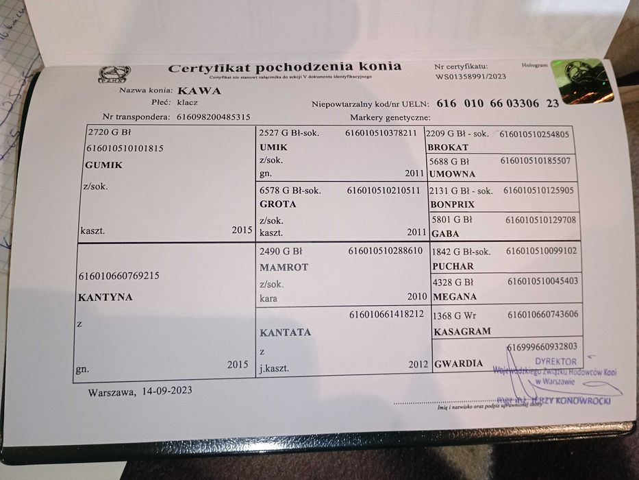 Klacz zimnokrwista źrebna  konie