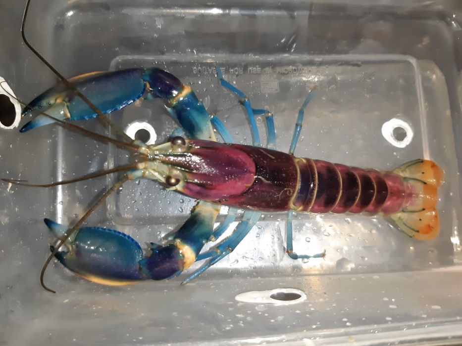 Raki Cherax do akwarium