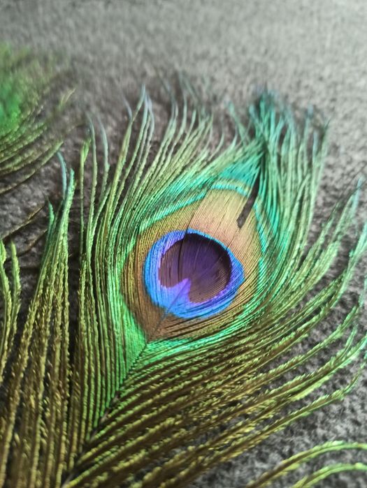 Pawie pióra naturalne
