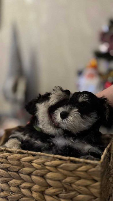 Цуцик Цвергшнауцер