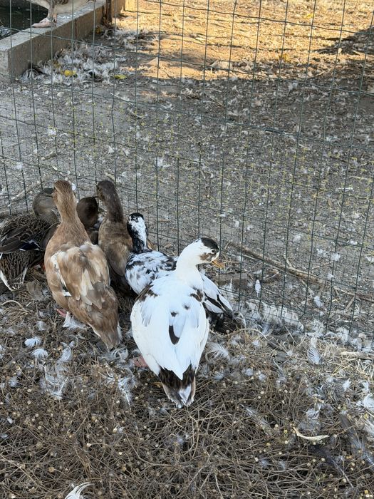 Patos call duck ou mignons