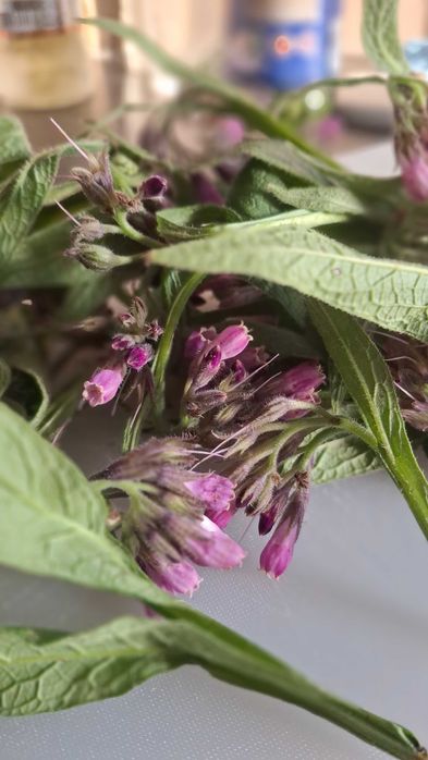 Naturalna ziołowa maść na bóle