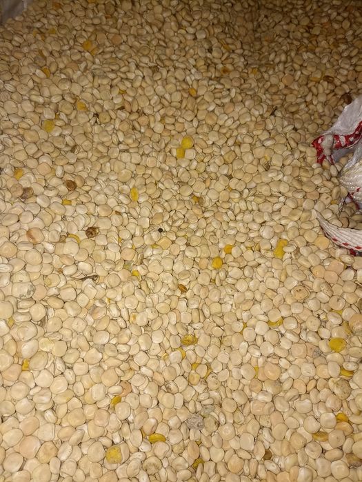 Łubin odmiana Butan