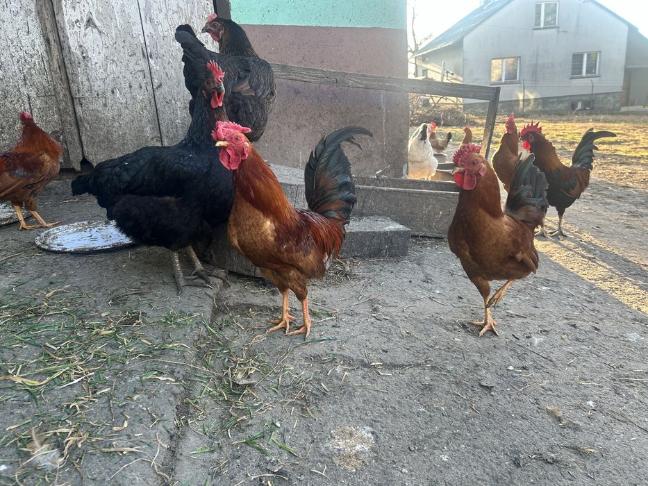 Sprzedam kury, koguty