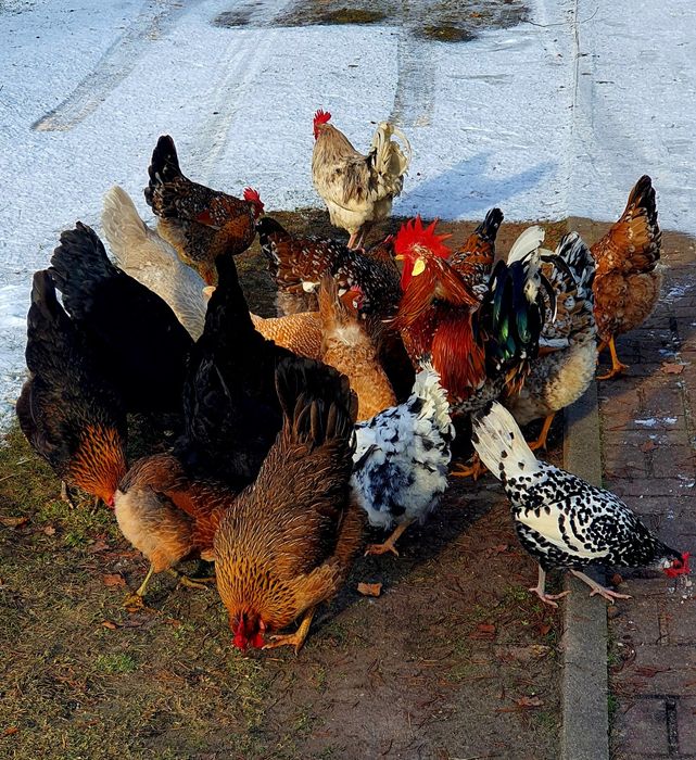 Jajka lęgowe od kolorowego stadka