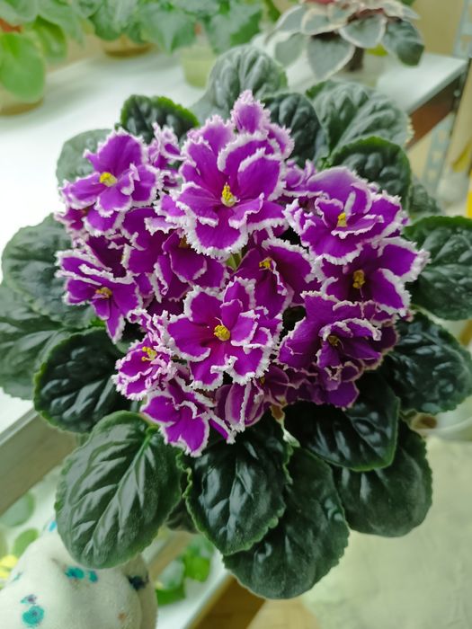 Пропоную свіжо зрізані листочки сортових фіалок з фото та інші сорти.