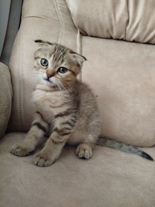 В’язка котів – золота шиншила