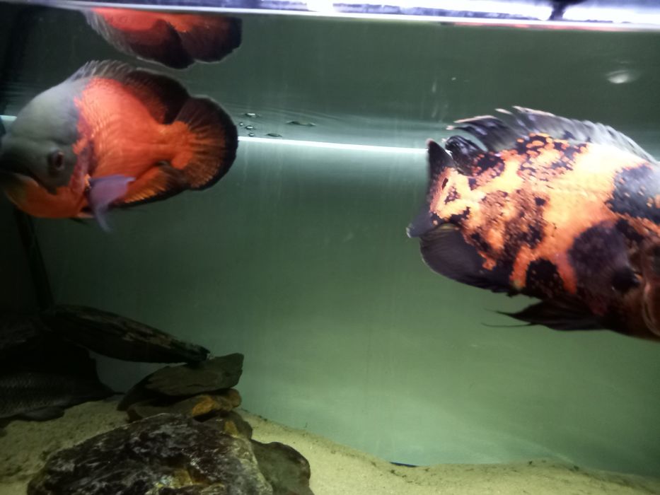 Casal de peixes oscar para venda