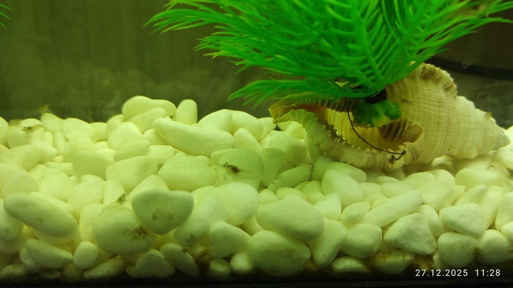 Аквариум , креветки , растения