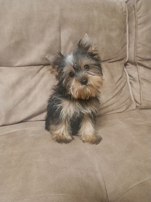 Родословные привитые Одесские Йорки