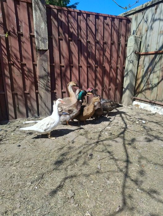 Sprzedam jaja lęgowe od stada mix staropolska i muskatniee