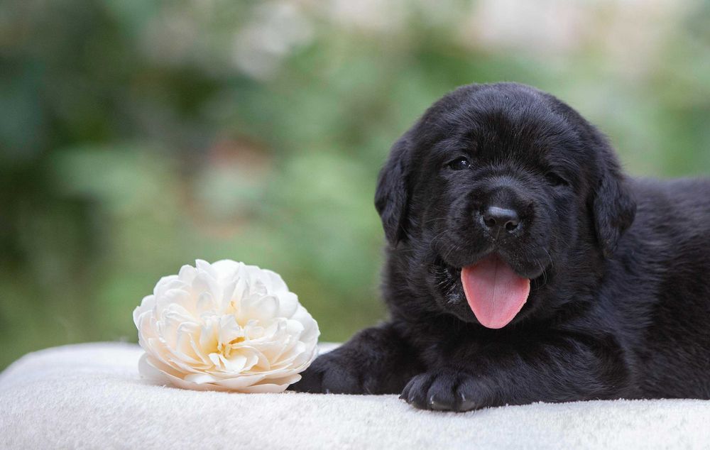 Чорні хлопці лабрадори