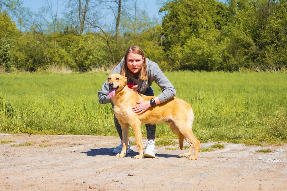 Baflo - piękny, biszkoptowy pies szuka domu