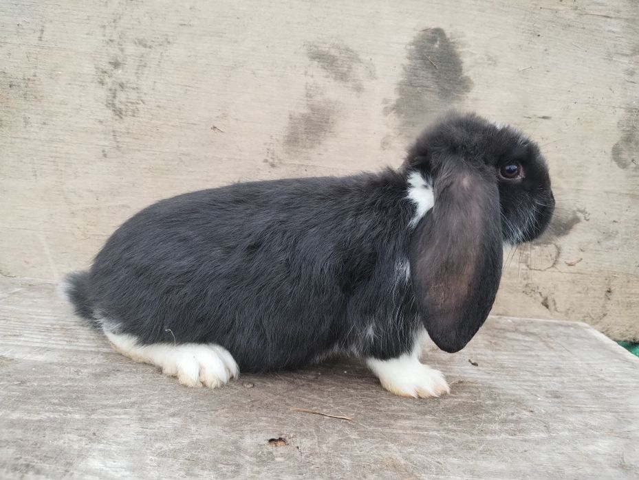 Sprzedam młode barany francuskie różne kolory