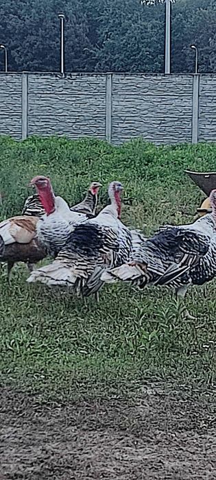 Indory  staropolskie młode !