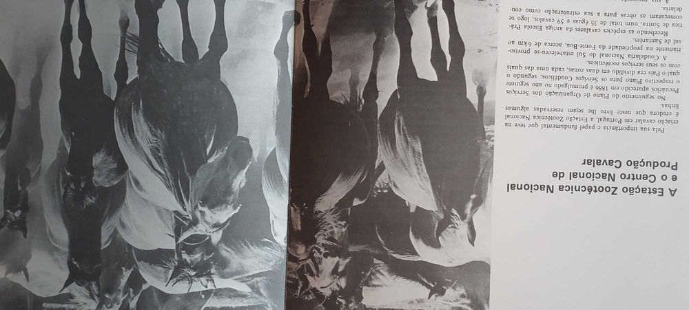 Portugal e os seus cavalos