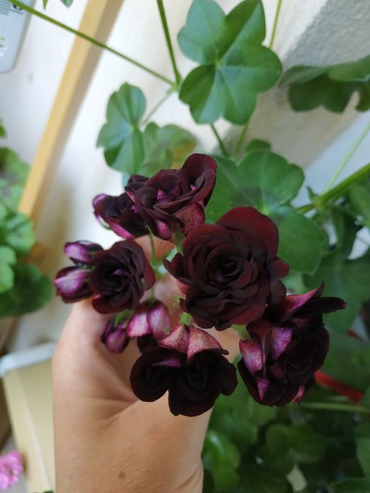 Royal Black Rose