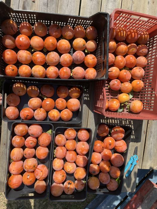 Terreno agricola de 7400m² Calhandriz - lisboa