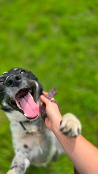 Łagodna młoda suczka Kora- adoptuj
