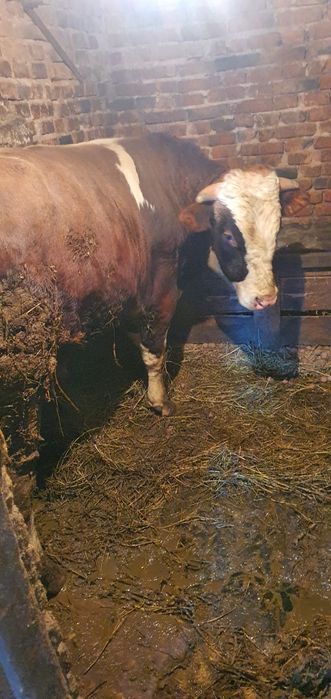 Продам бика годованого
