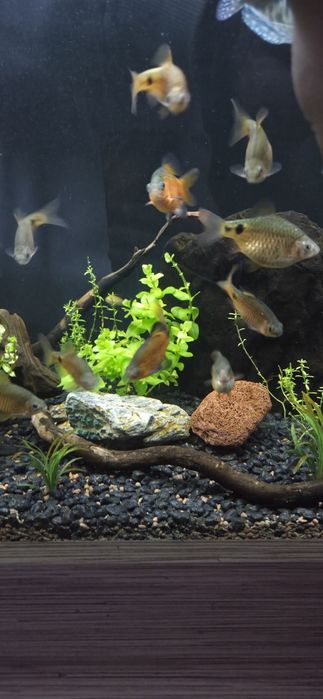 Rybki brzanki tęczowe 15 sztuk