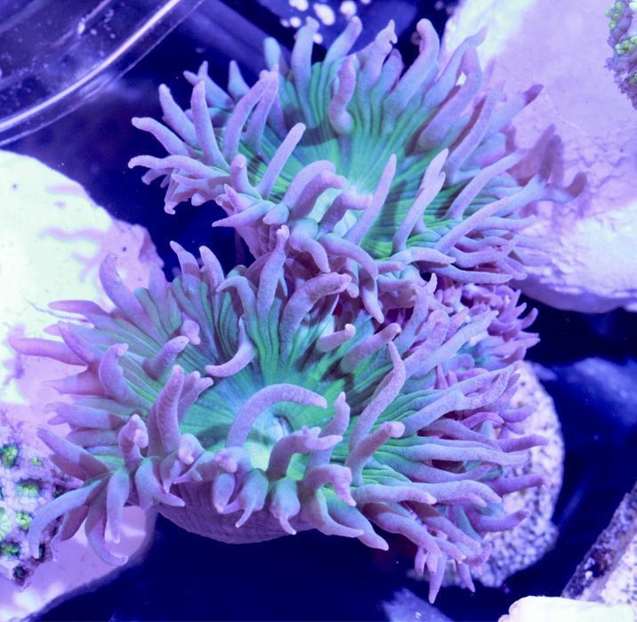 Duncanopsammia Dunca min 5 mordek duza szczepka  FLUOLAMPS.PL WYSYŁKI