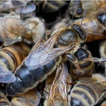 Карніка F1, Carnika F1