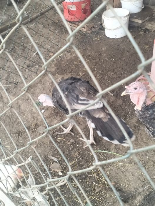 Vendo 3 perus com cerca de 4 meses