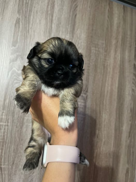 Маленькі пекінеси чекають на свої родини