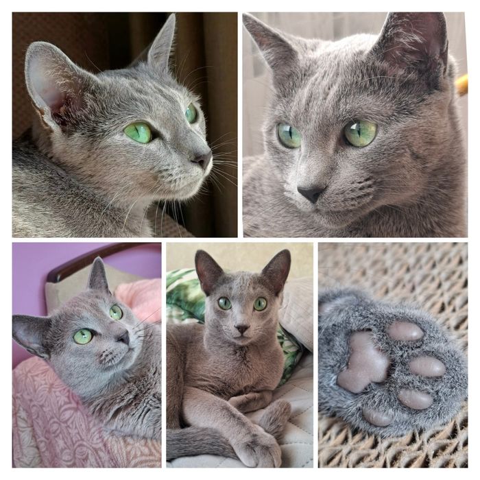 Kotka rosyjska niebieska