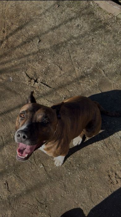 Собака дівчинка стафф