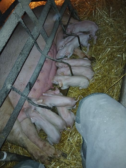 Loszki świeżo zaproszone 8-10szt