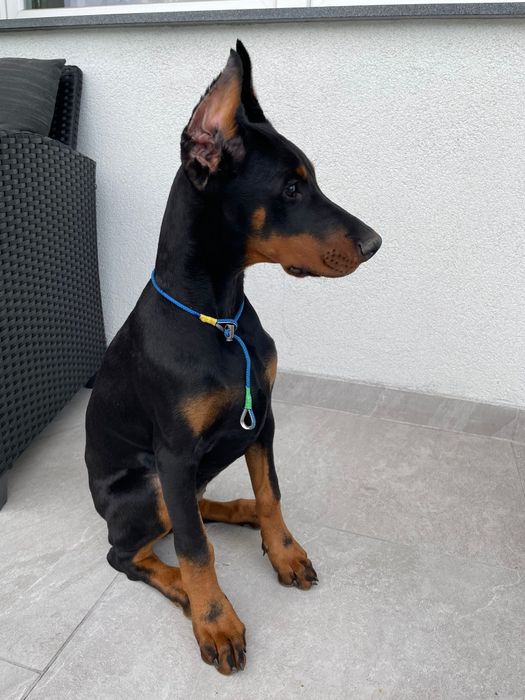 Suczka rasy doberman
