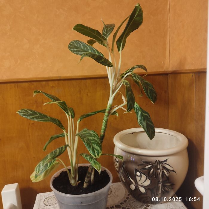 Большая аглаонем ,куст .