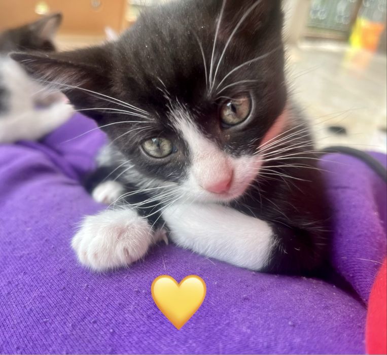 4 gatinhos disponíveis em junho