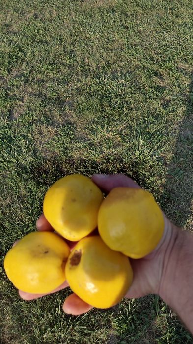 Owoce pigwowca duże 15kg