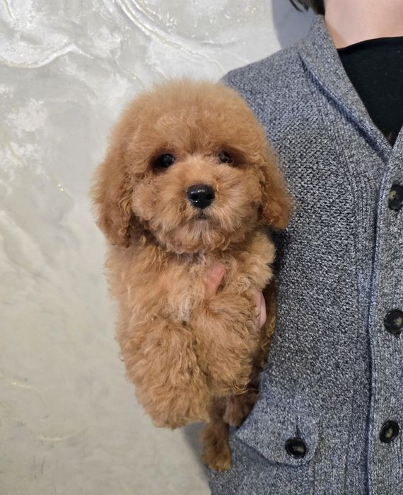 Гарний кудрявий хлопчик