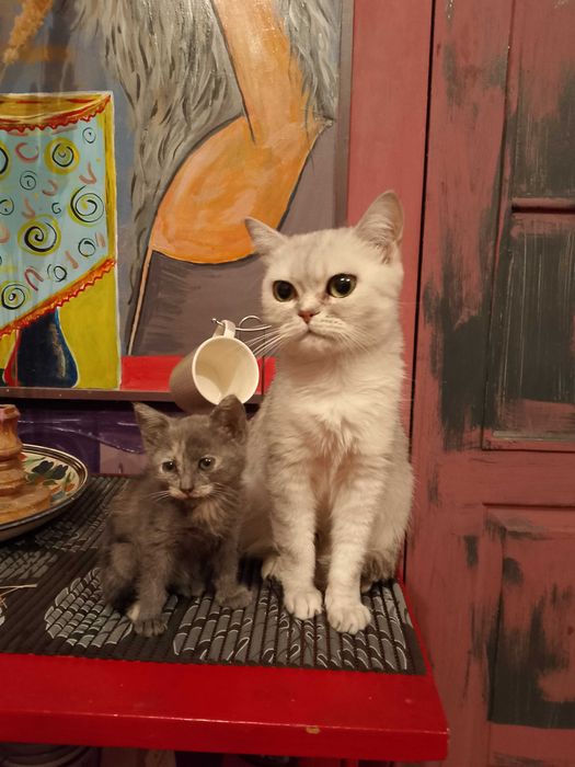 Кошеняти породи брітанська