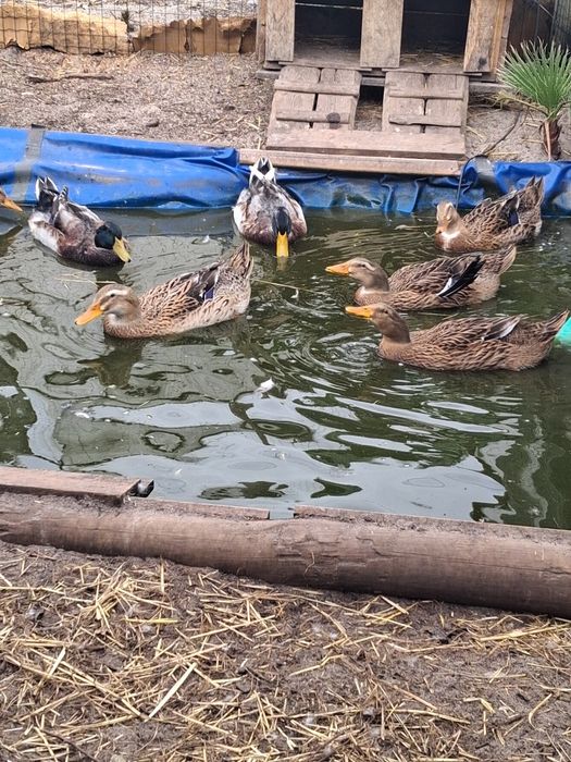 Patos ruen com 1 semana