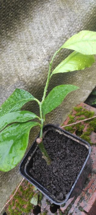 Продам власновкорінені живці плодоносного лимонного дерева