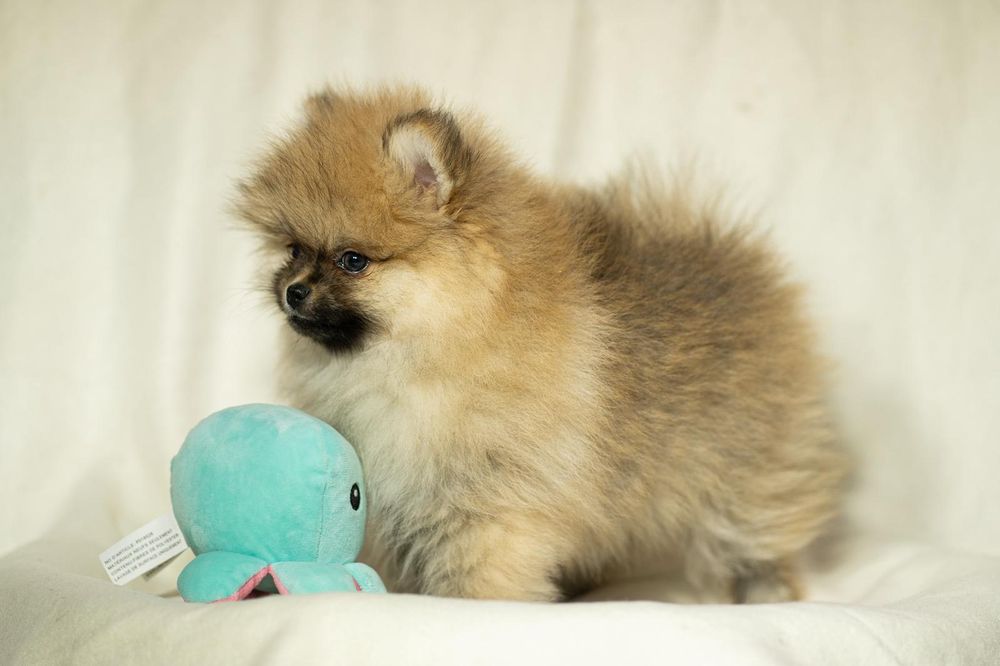 Pomeranian piesek typ misia,po bardzo małych rodzicach