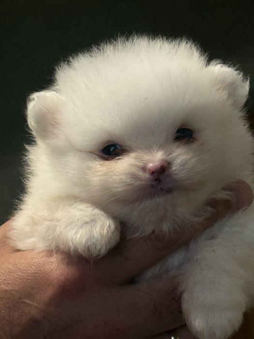 Щенки померанский шпиц мишки белые белоснежные