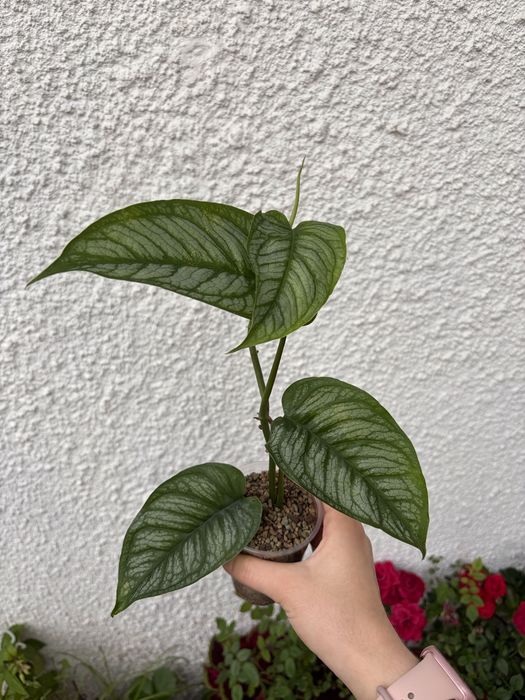 Monstera Siltepecana El Salvador