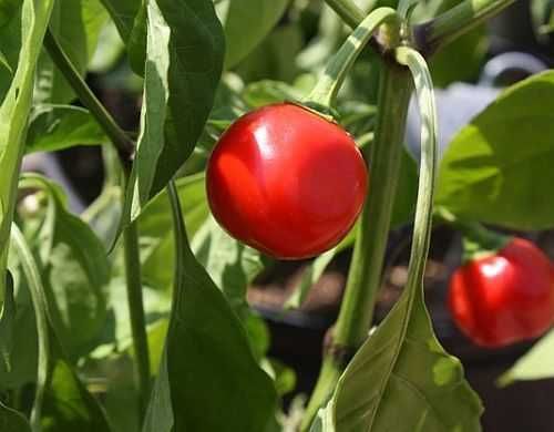 10 Sementes Pimenta Red Cherry Pepper